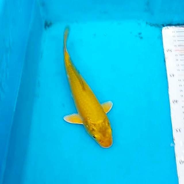 Kigoi 23cm