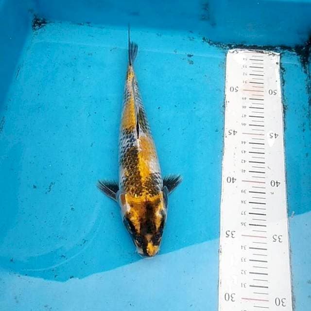 Kin showa 24cm