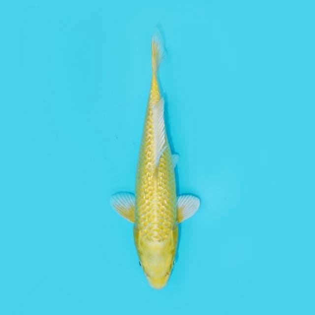 OGON GINRIN 21 CM FEMALE