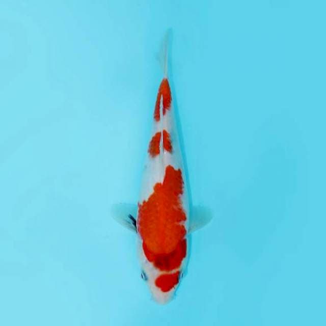 SHOWA TATEGOI 24 CM FEMALE