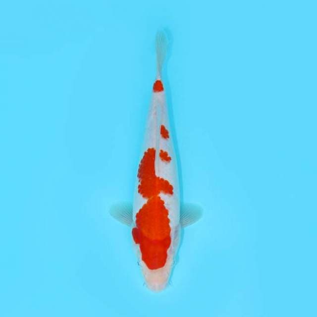 KOHAKU 26 CM FEMALE