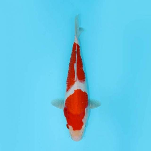 NIDAN KOHAKU 28 CM FEMALE