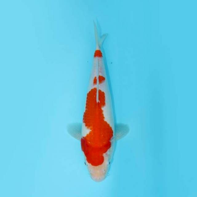 KOHAKU 24 CM FEMALE