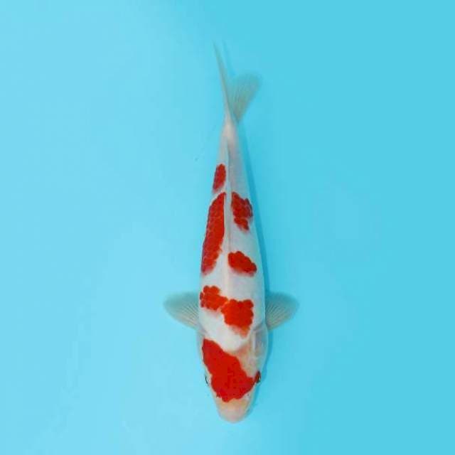 KOHAKU SAKURA 25 CM MALE