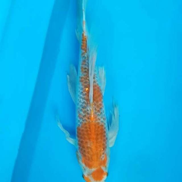 MALE KUMPAY (SLAYER) 51 Cm... FREE ONGKIR