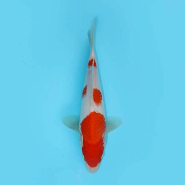 KOHAKU 27 CM FEMALE