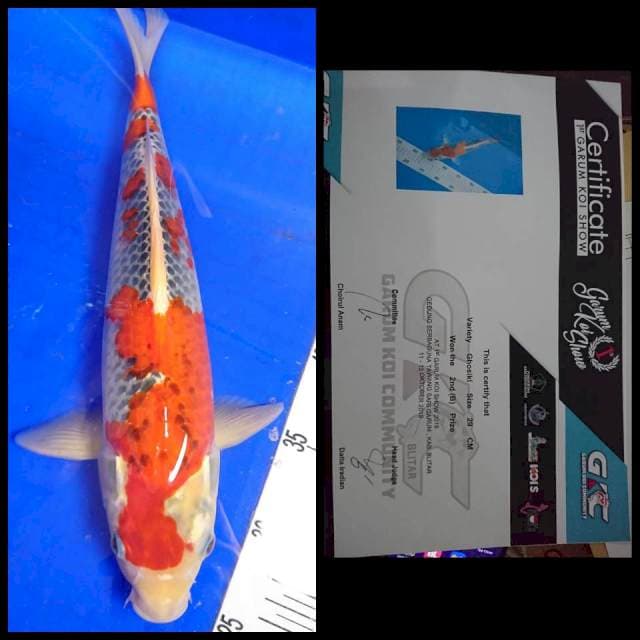 goshiki juara