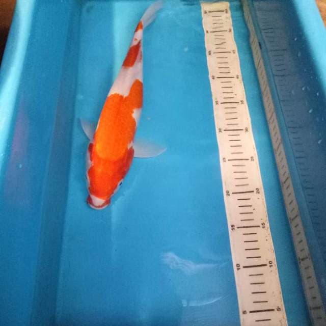 KOHAKU 38 CM
