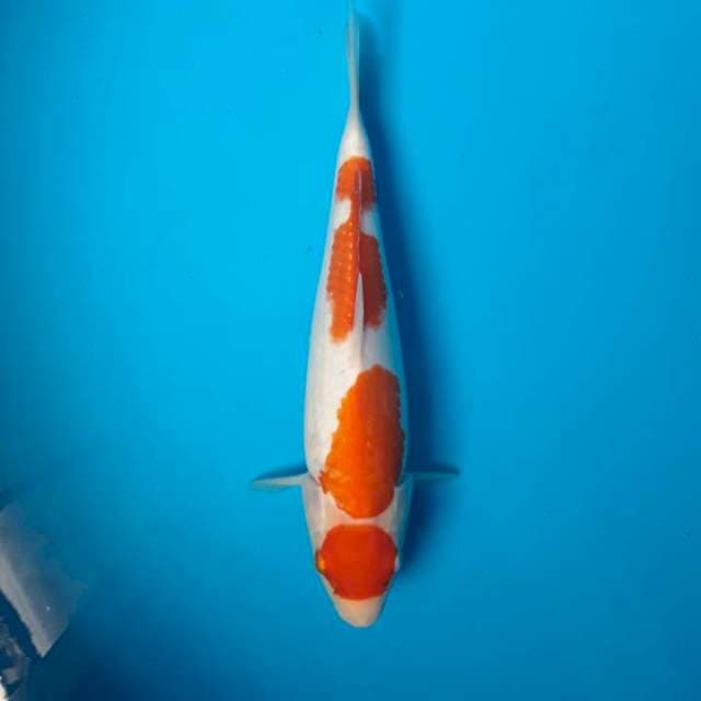 Maruten 30 cm Jantan