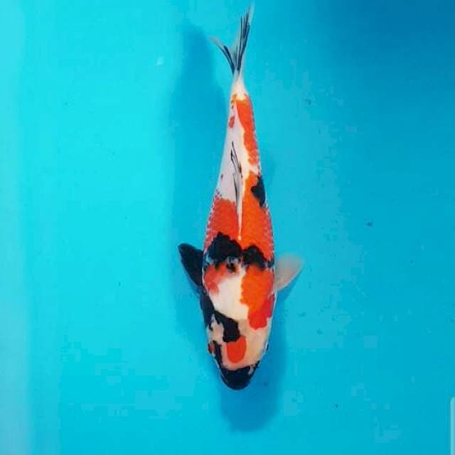 KINDAI SHOWA 25 CM
