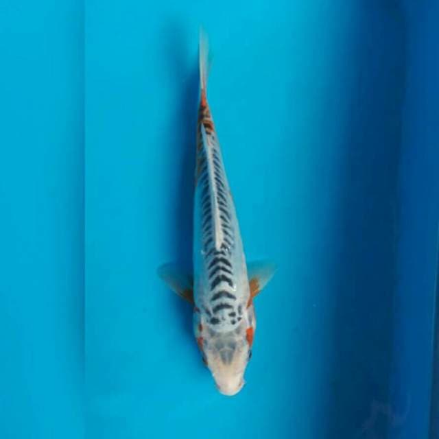 SHUSUI