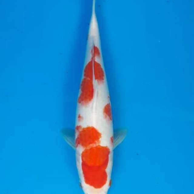 Kohaku 32cm betina