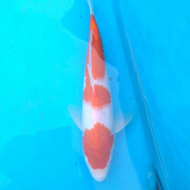 KOHAKU
