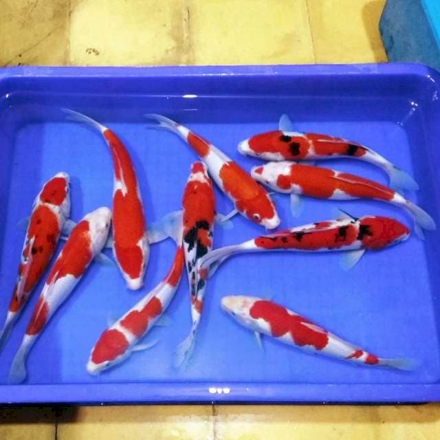 F1 kohaku sanke merah jozz