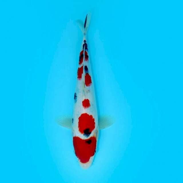 MARUTEN SANKE 26 CM FEMALE