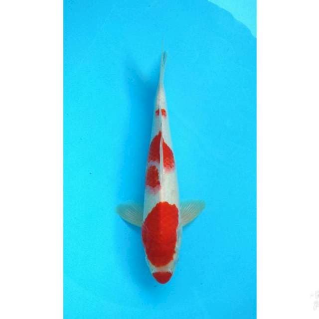 KUCIBENI 33CM