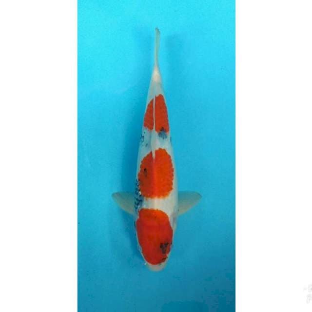 SANDON SHOWA 33CM
