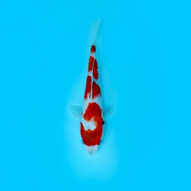 TATEGOI SHOWA 22 CM MALE