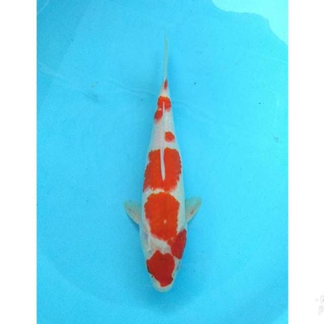 34CM