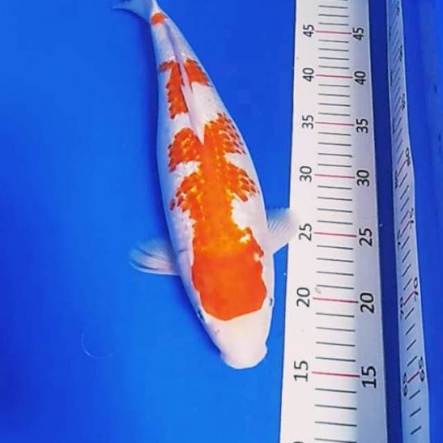 KANOKO GINRIN