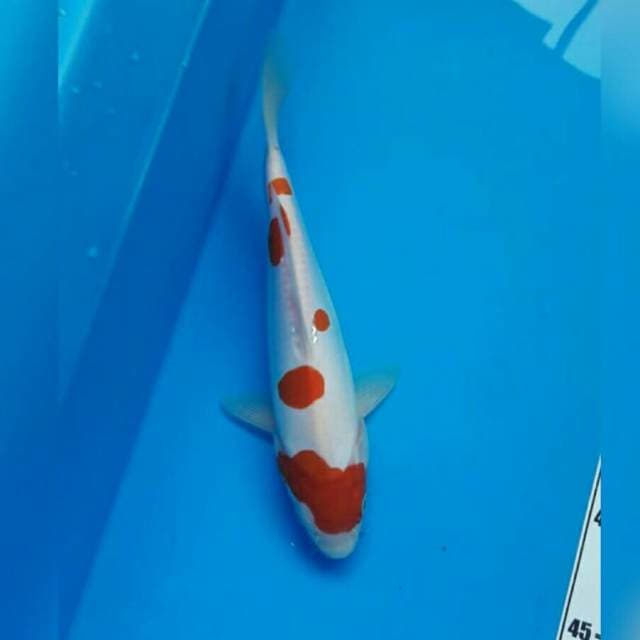 KOHAKU DOITSU
