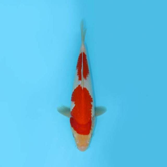 NIDAN KOHAKU 26 CM FEMALE