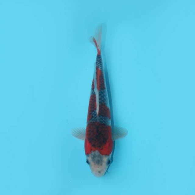 GOSHIKI 26 CM MALE