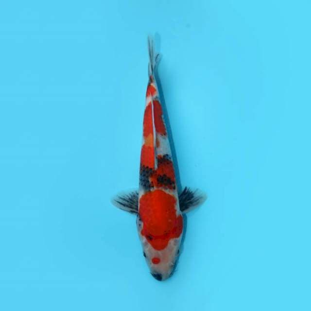 SHOWA 28 CM FEMALE