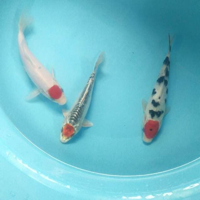 Mix 19-22 cm