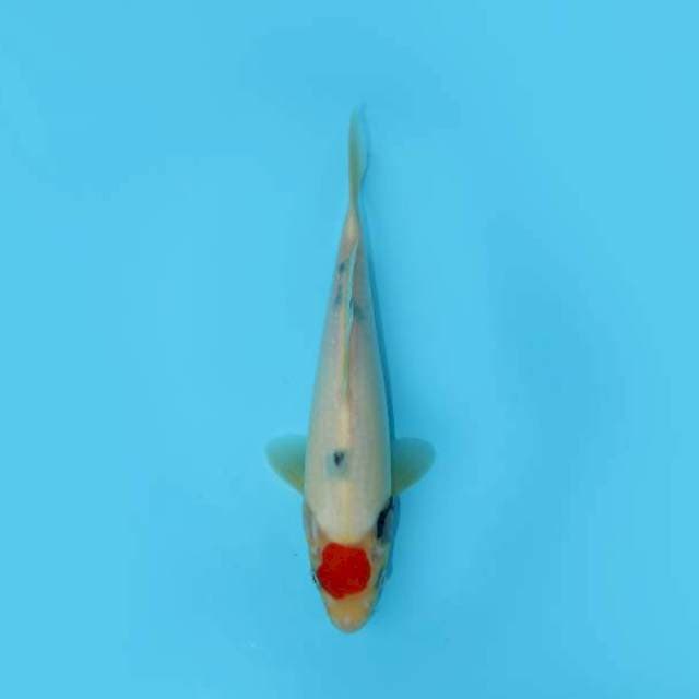TANCHO SHOWA TATEGOI 24 CM FEMALE