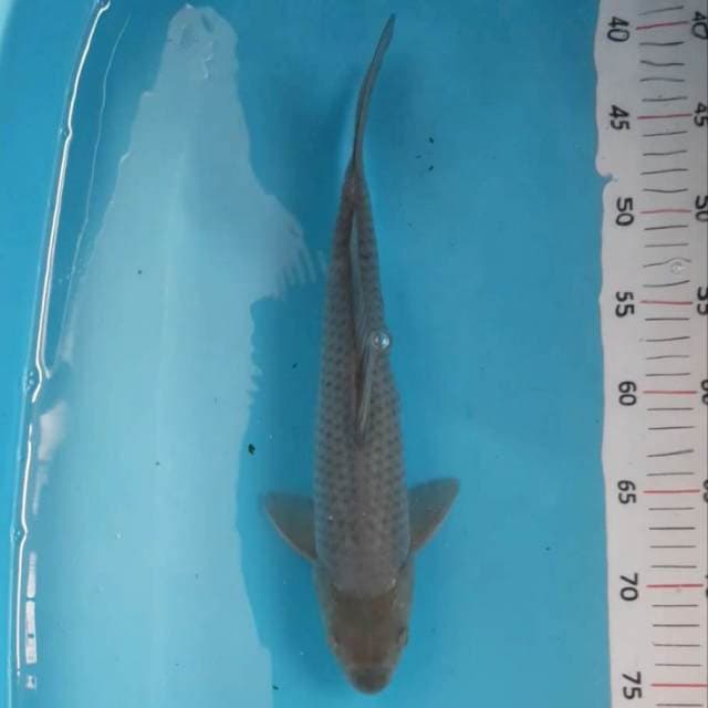 Soragoi rapi 35cm