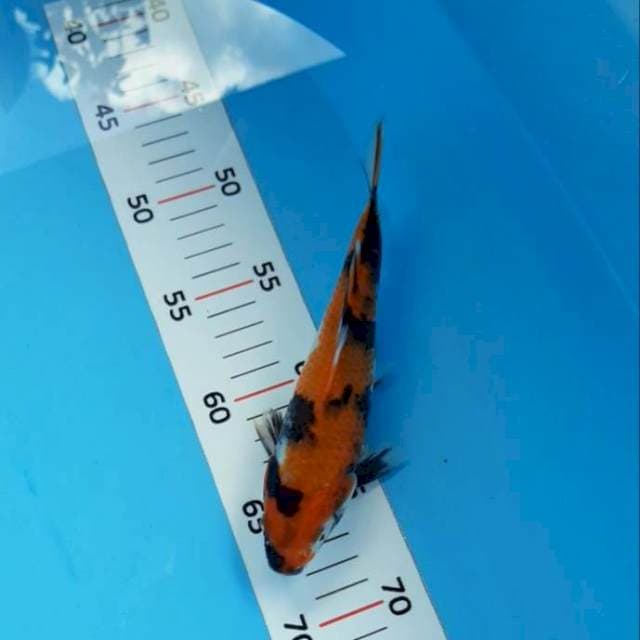 Hi showa 20cm