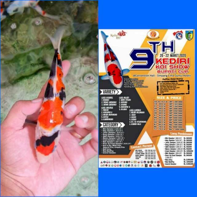 Ready Show Maruten Showa