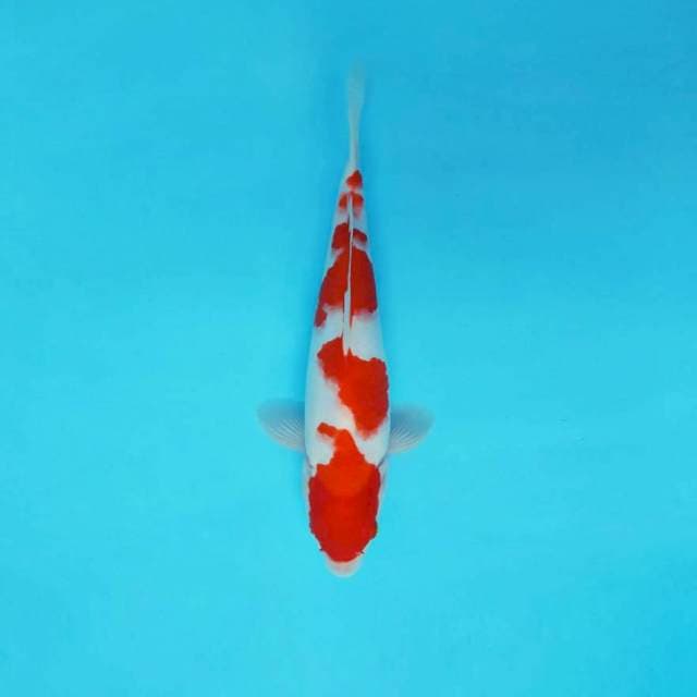HANA 4 - KOHAKU ®