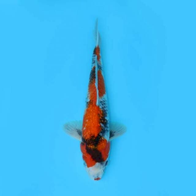 SHOWA GINRIN TATEGOI 38 CM MALE