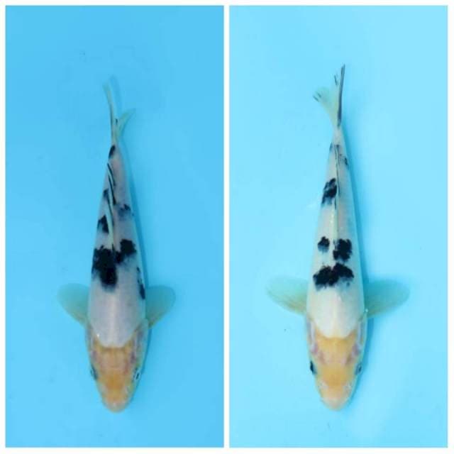 PAKET BEKKO 23 CM FEMALE 19 CM MALE