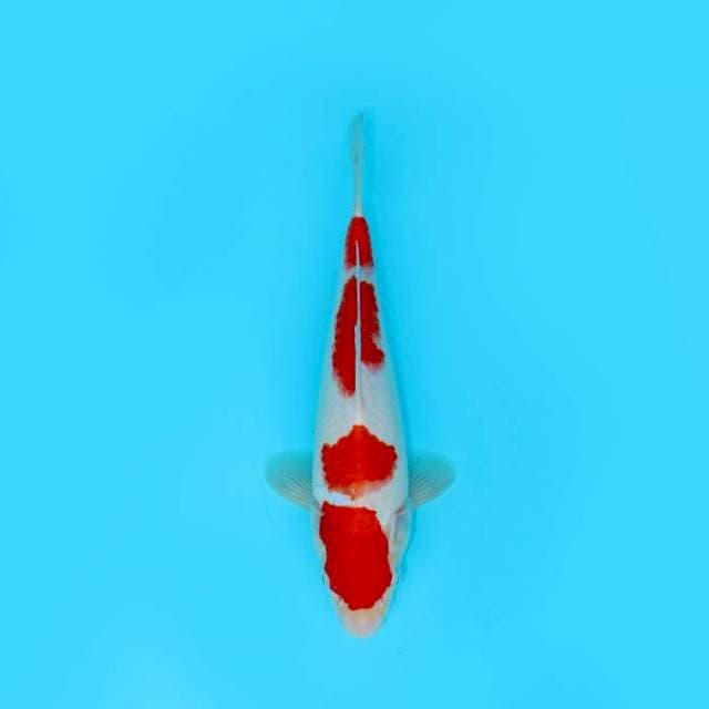 YONDAN KOHAKU 25 CM MALE