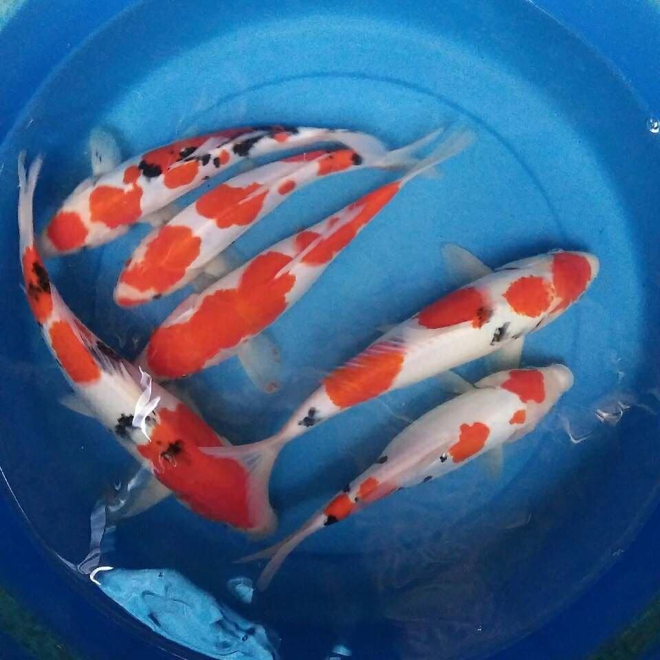 Kohaku sanke merona