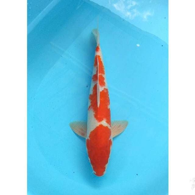 KOHAKU 38CM