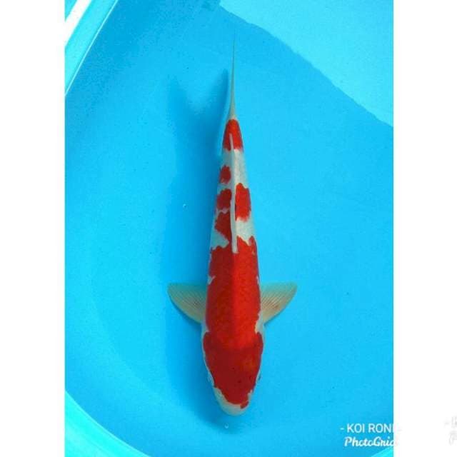 37CM KOHAKU