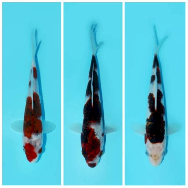 PAKET GOSHIKI 17 CM MALE 23 CM FEMALE 23 CM MALE