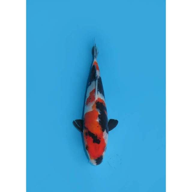 Baby Showa F1 - 21cm Male