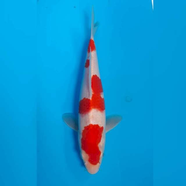 Kokaku HQ MALE 38 CN