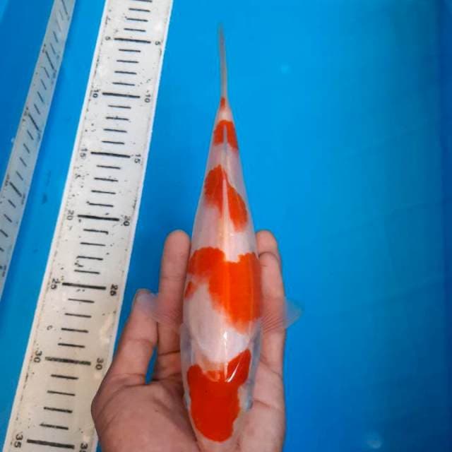 Kohaku SQ