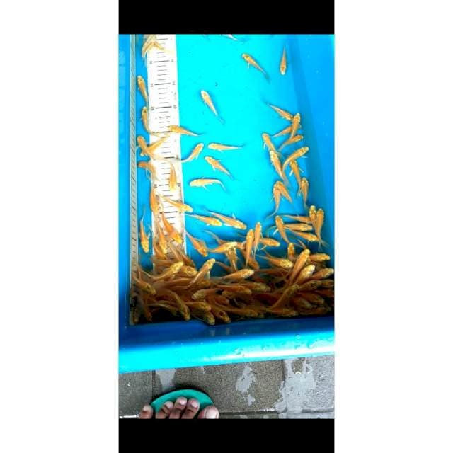 KUMPAY SZ 8-10-12 BU STOK 100 EKOR