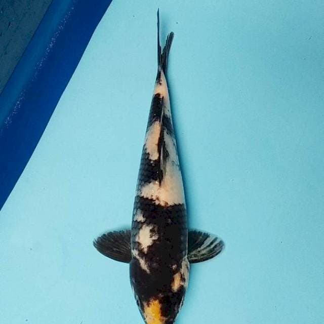 ND MUTIH IRENG 22CM