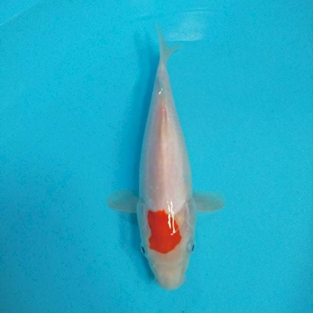 putih salju 25 cm