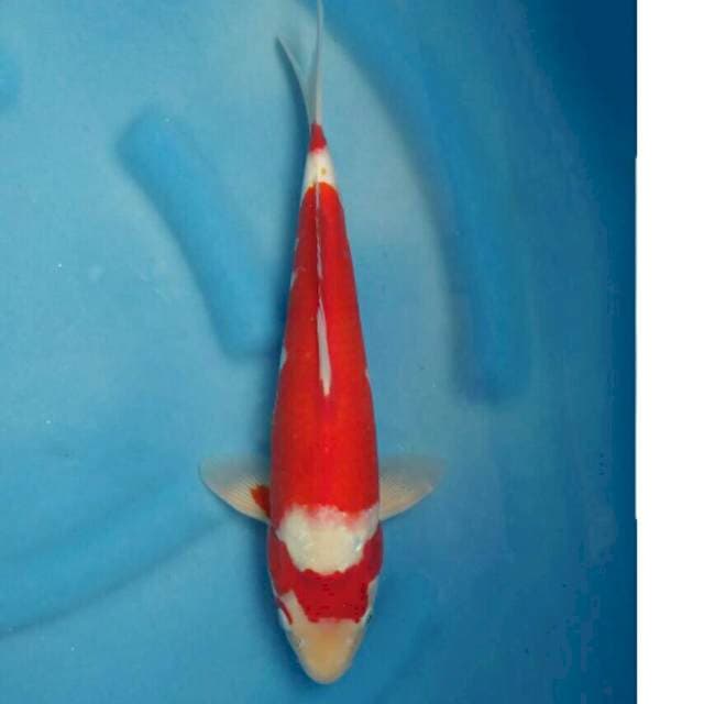 Okawa Kohaku Deep Red