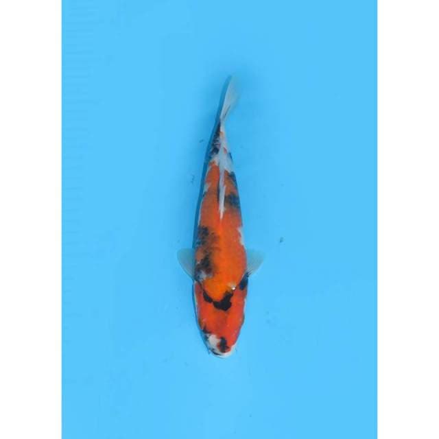 Showa F1 - 23cm male