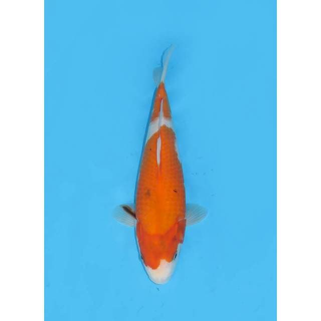 Tategoi JT Showa F1 - 27cm